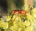 Compsocryptus resolutus - photo 4
