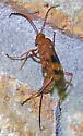 Compsocryptus texensis - photo 2