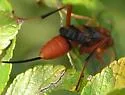 Compsocryptus texensis - photo 3