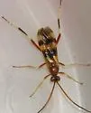 Compsocryptus texensis - photo 4