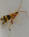 Compsocryptus texensis - photo 5