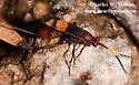 Compsocryptus xanthostigma