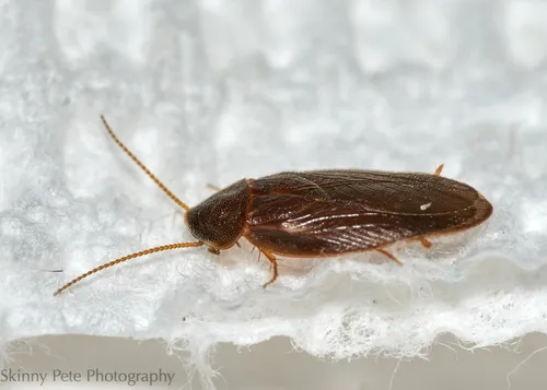Compsodes cucullatus