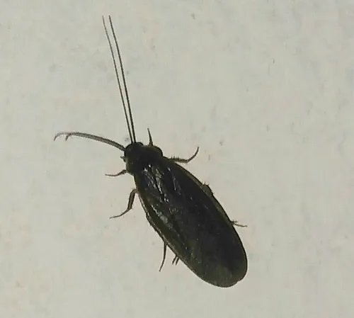 Paper-thin Cockroach