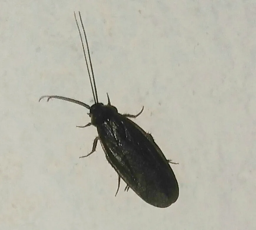 Paper-thin Cockroach - photo 2