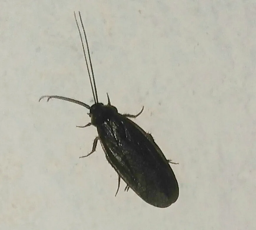 Paper-thin Cockroach - photo 3