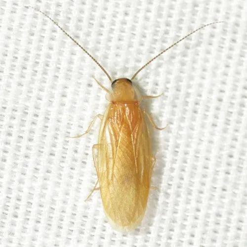 Schwarz's Hooded Cockroach