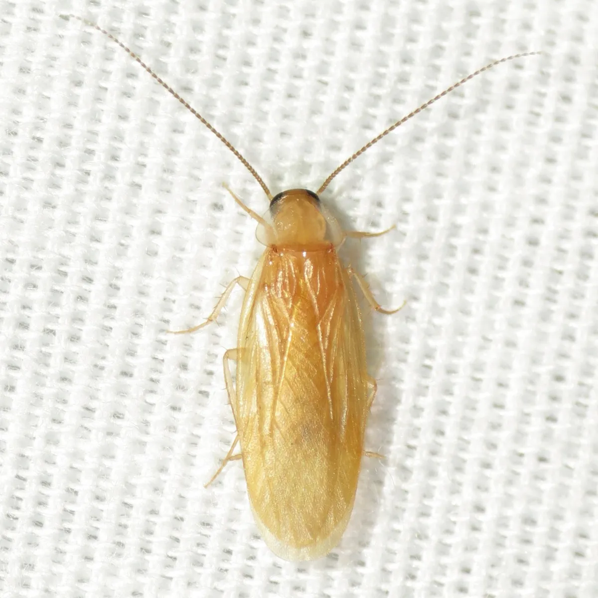 Schwarz's Hooded Cockroach - photo 3