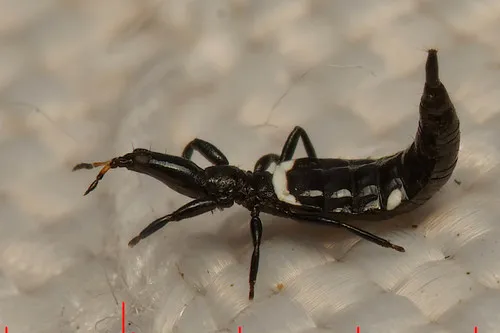 Compsothrips albosignatus
