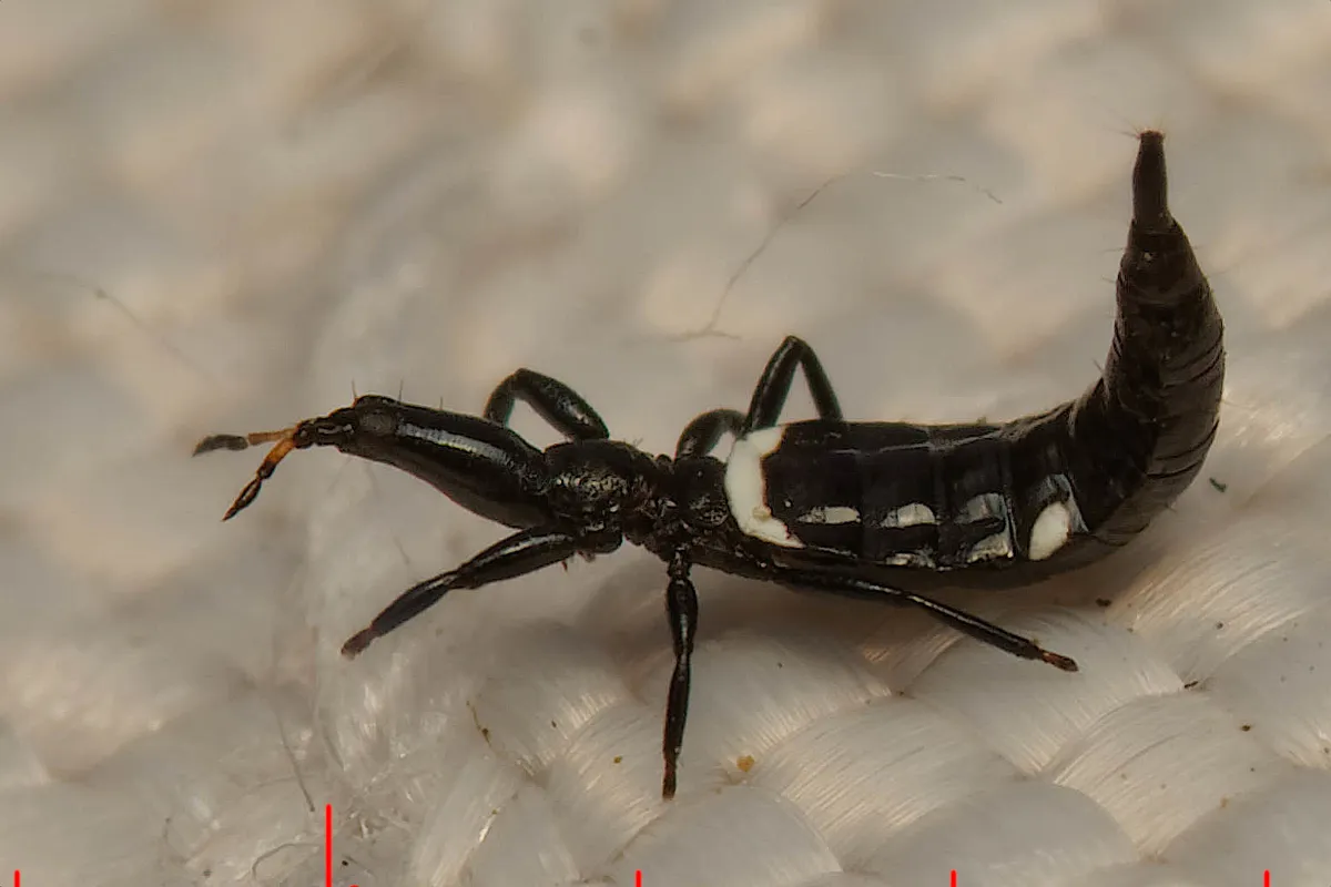 Compsothrips albosignatus - photo 3