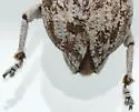 Golden-headed Weevil - photo 2