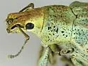 Golden-headed Weevil - photo 3