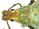 Golden-headed Weevil - photo 4