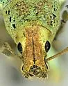Golden-headed Weevil - photo 5