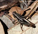 Huachuca Grasshopper