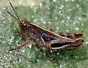 Huachuca Grasshopper - photo 2
