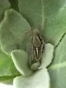 Huachuca Grasshopper - photo 3