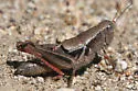 Huachuca Grasshopper - photo 4