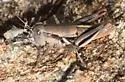 Huachuca Grasshopper - photo 5