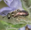 Conanthalictus bakeri