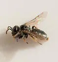 Conanthalictus bakeri - photo 2
