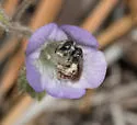Conanthalictus macrops - Conanthalictus macrops