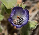 Conanthalictus macrops - photo 2