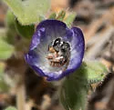 Conanthalictus macrops - photo 3