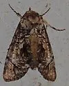 Concana mundissima of authors - Hodges#8562.1 - photo 2