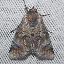 Concana mundissima - Hodges#8562 - photo 4