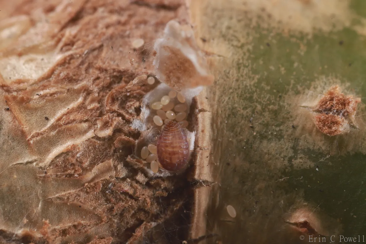 Conchaspididae - photo 3