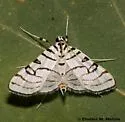 Conchylodes concinnalis - Hodges#5293