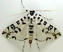 Conchylodes diphteralis - Hodges#5290 - Conchylodes diphteralis