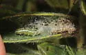 Eight-barred Conchylodes - Hodges#5251