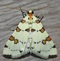 Eight-barred Conchylodes - Hodges#5251 - photo 3