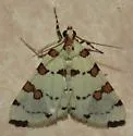 Eight-barred Conchylodes - Hodges#5251 - photo 4