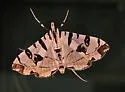 Blush Conchylodes Moth - Hodges#5291