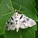 Blush Conchylodes Moth - Hodges#5291 - photo 4