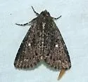 Condica albolabes - Hodges#9695