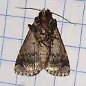 Condica albolabes - Hodges#9695 - photo 2