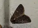 Condica albolabes - Hodges#9695 - photo 3