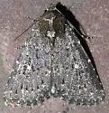 Condica albolabes - Hodges#9695 - photo 4