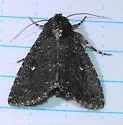 Condica albolabes - Hodges#9695 - photo 5