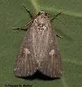 Condica begallo - Hodges#9709