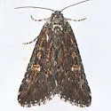 Condica begallo - Hodges#9709 - photo 2