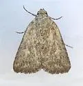 Condica begallo - Hodges#9709 - photo 5