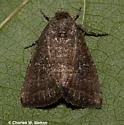 Condica charada - Hodges#9704