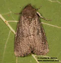 Condica charada - Hodges#9704 - photo 2