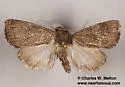Condica charada - Hodges#9704 - photo 4
