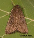 Condica charada - Hodges#9704 - photo 5